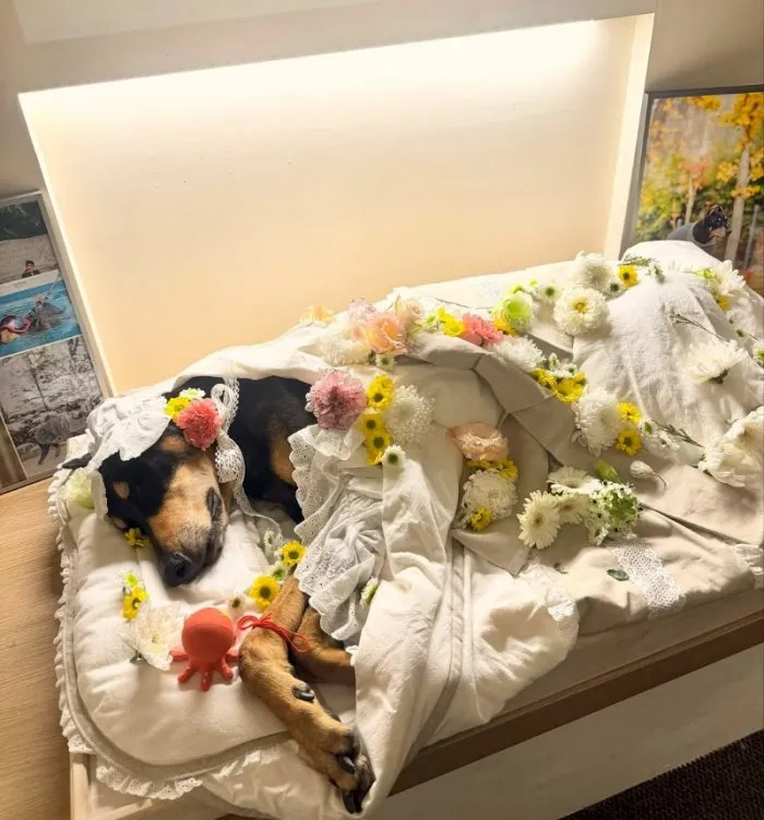 배정남, 반려견, 벨, 하늘, 무지개다리