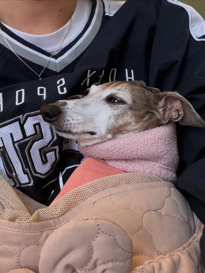 Jo Kwon, Instagram, Cotidiano, Moda, Perro