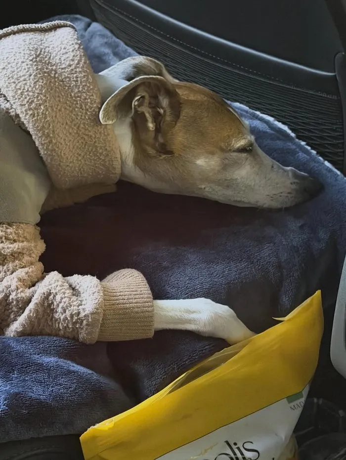 Jo Kwon, Instagram, Cotidiano, Moda, Perro