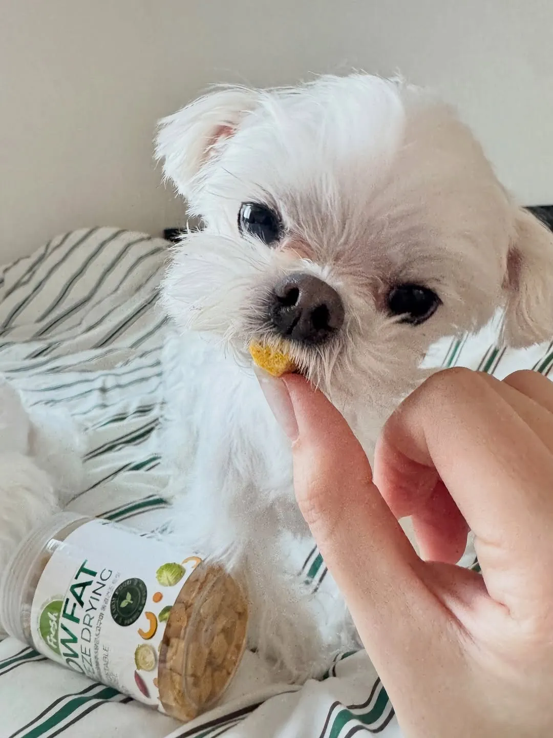 김하영, 배우, 로우펫