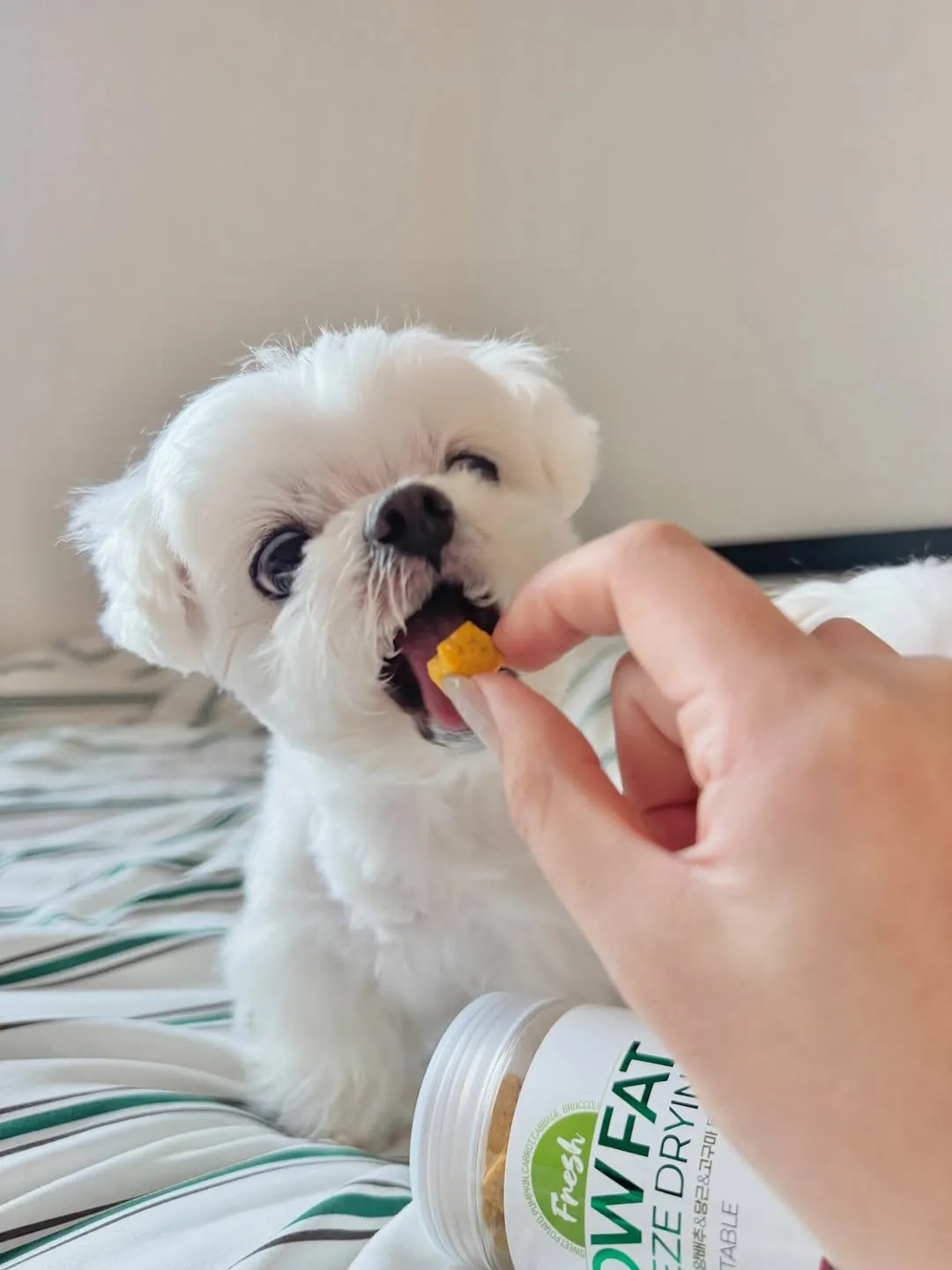 김하영, 배우, 로우펫