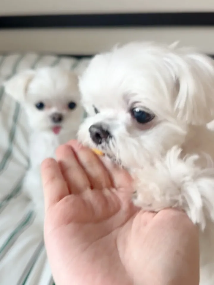 사랑스러운 김하영, 로우펫 간식 출시 소식 전해