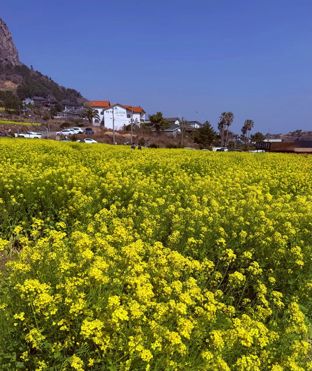 봄날 속 진재영, 꽃밭에서의 여유로운 순간
