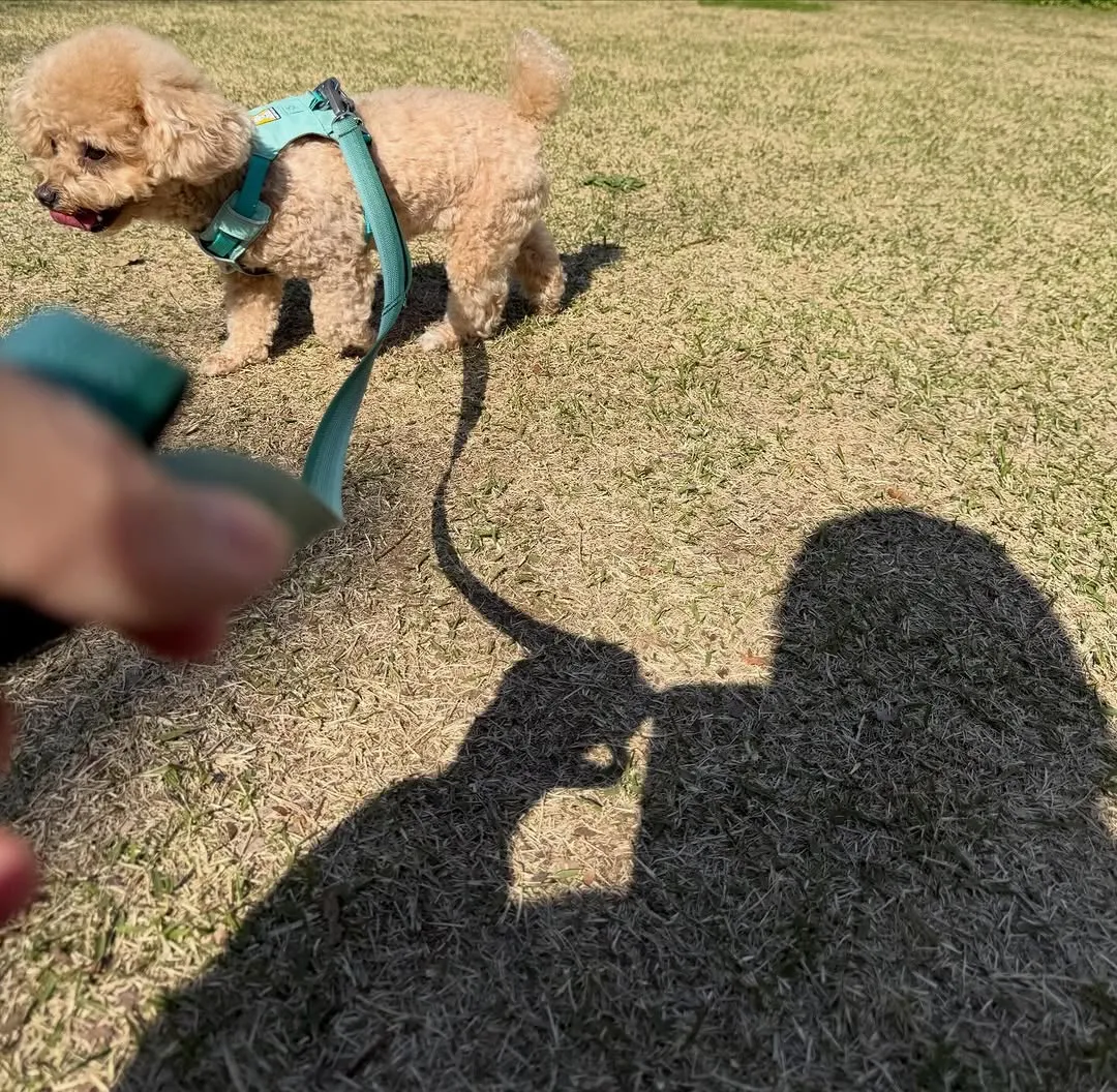 Park Yoochun Drops Adorable Dog-Walking Photos