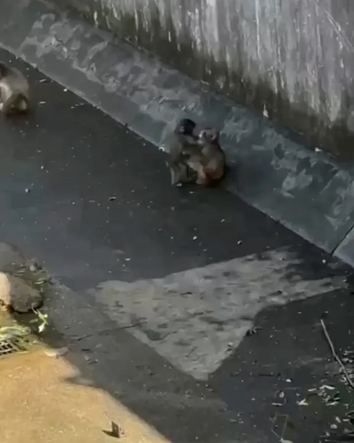 Punch, sở thú, khỉ, hẹn hò, Momo