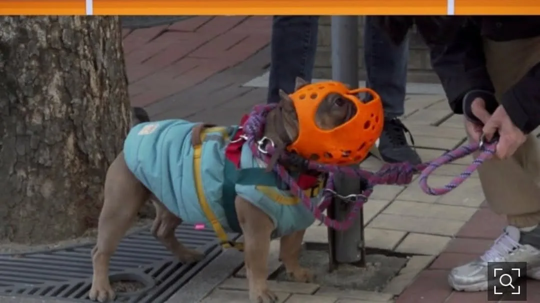 韓多感, 演員, 特別MC