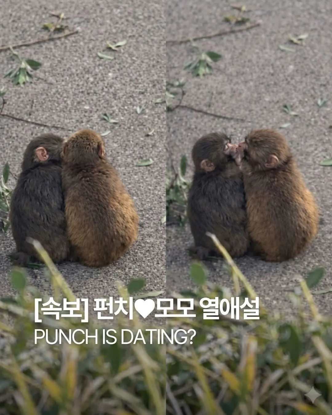 พยอนชี กำลังคบกับโมโมอยู่หรือเปล่า?