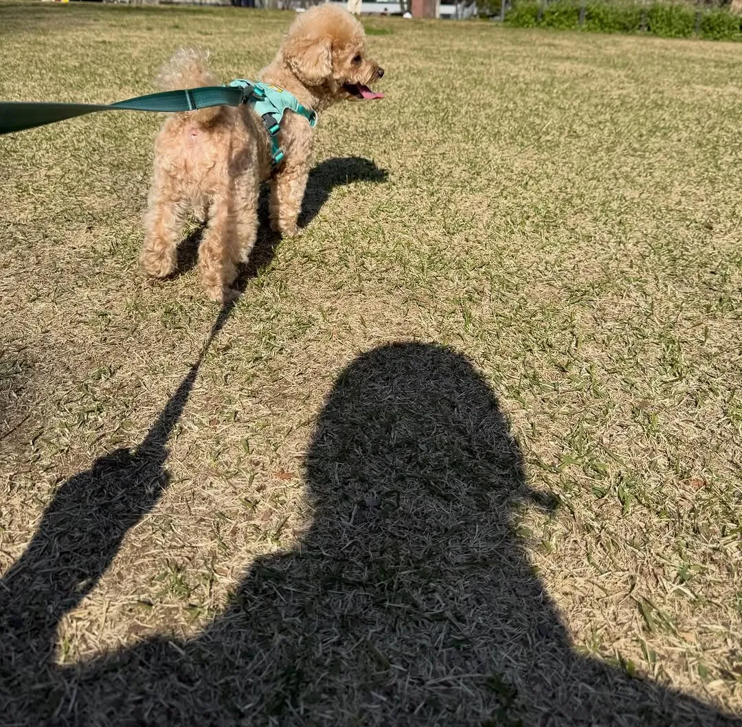 Park Yoochun, Walk, Dog