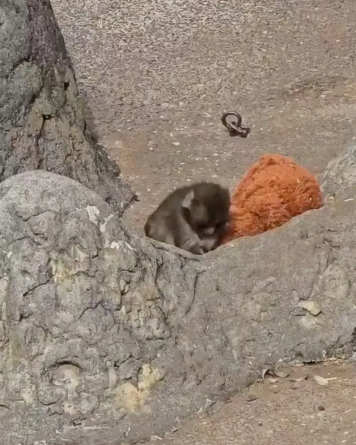 Punch, sở thú, khỉ, hẹn hò, Momo