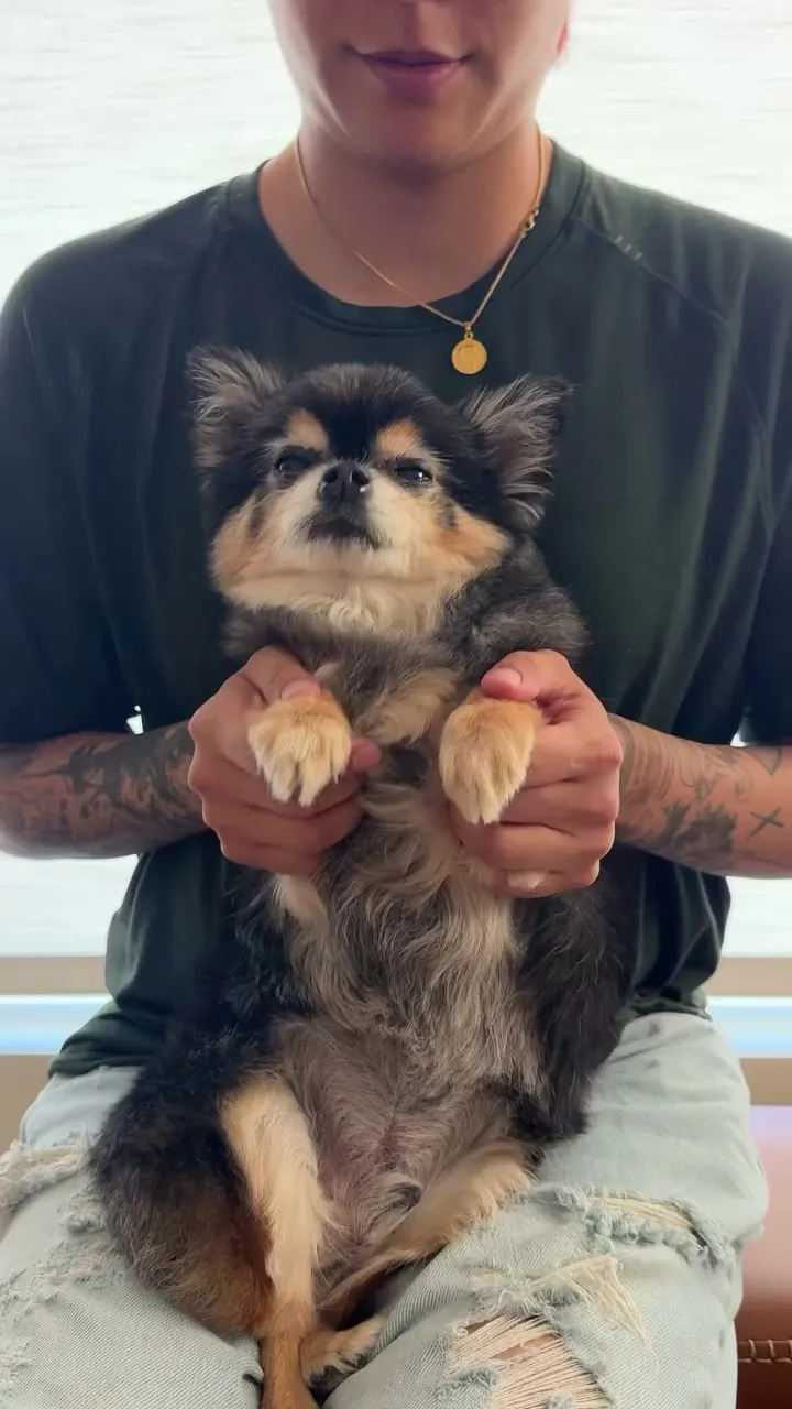 Amber, ca sĩ, cập nhật Instagram, chó cưng, phản ứng của người hâm mộ