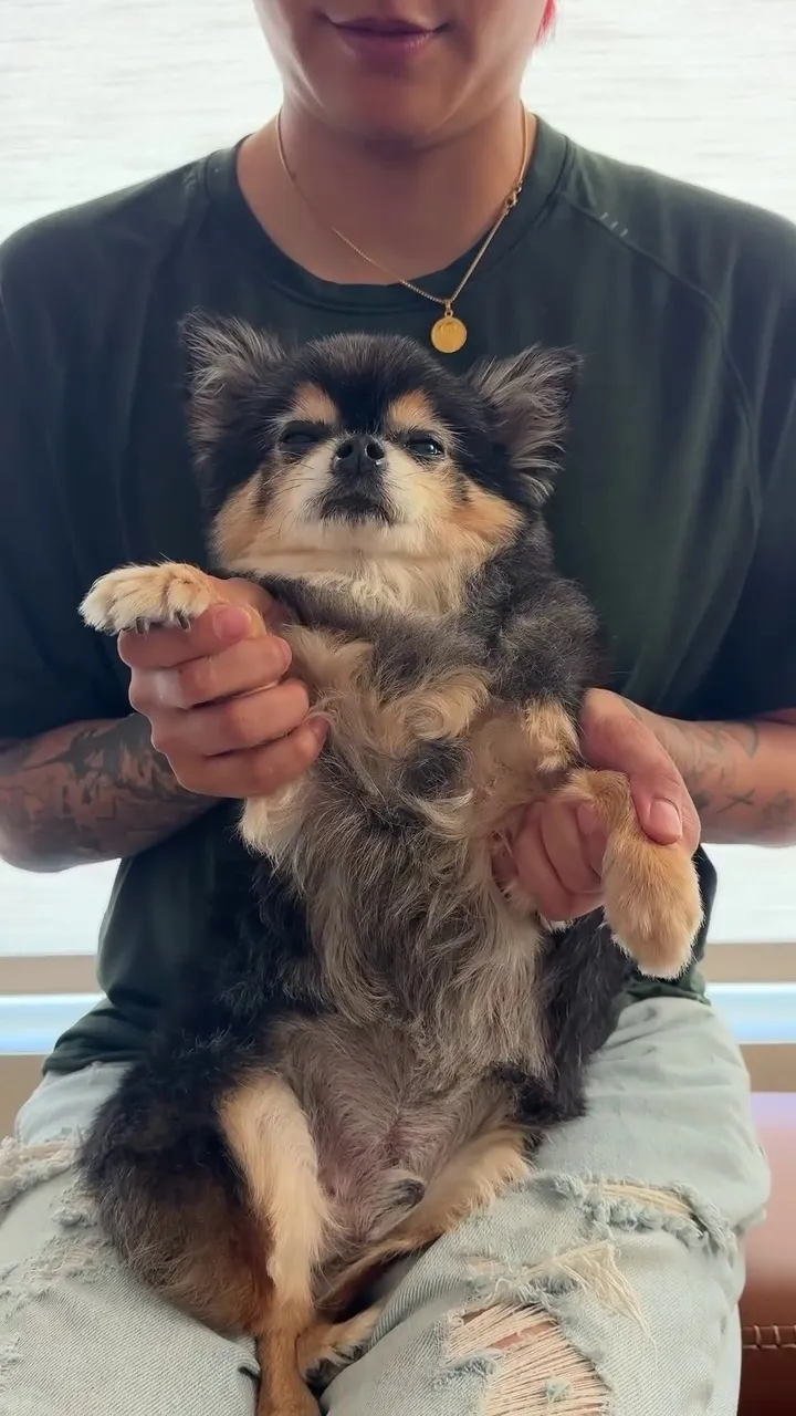 Amber, ca sĩ, cập nhật Instagram, chó cưng, phản ứng của người hâm mộ