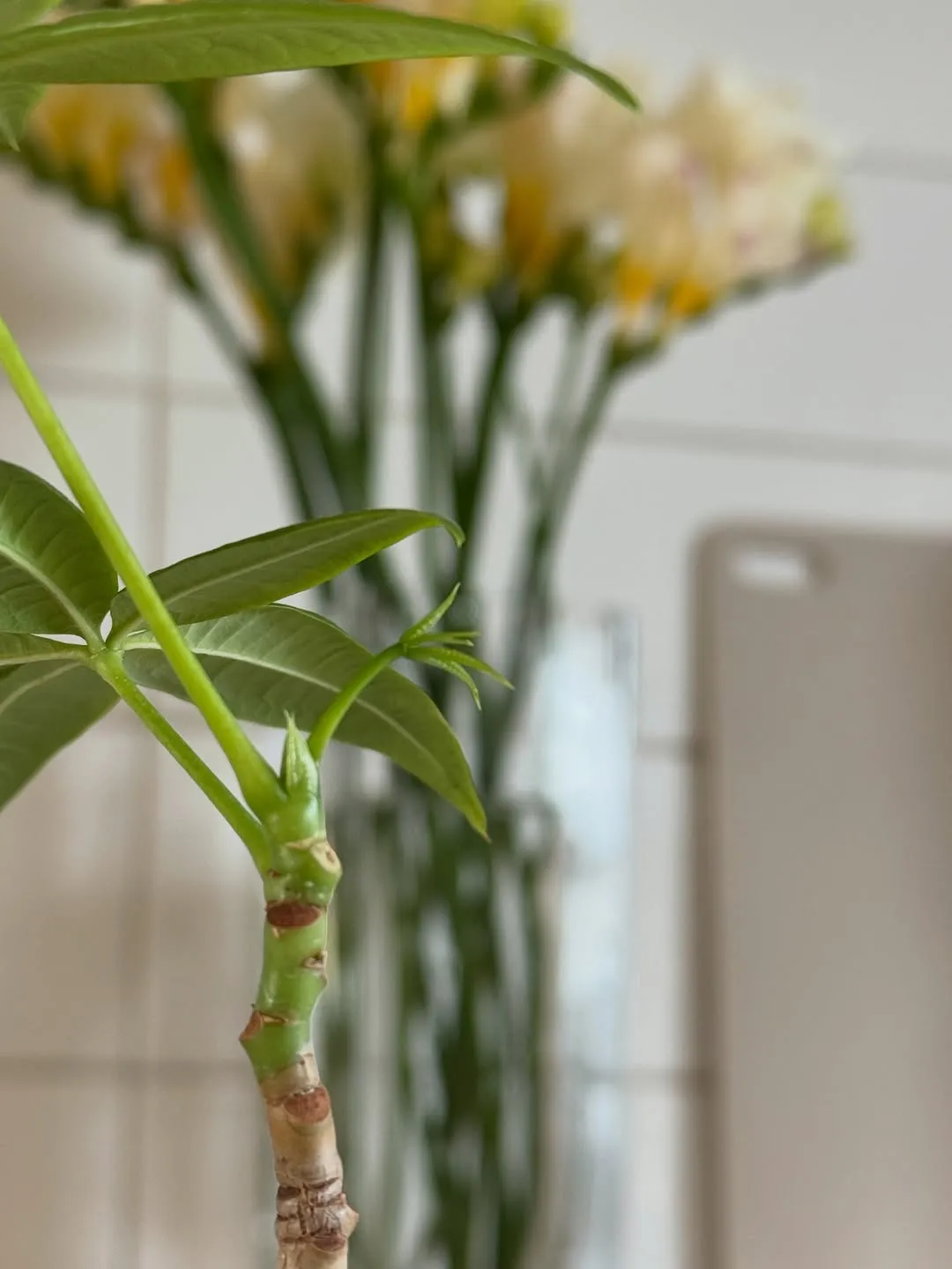 イ・イダム, 散歩, 春の夜, インスタグラム