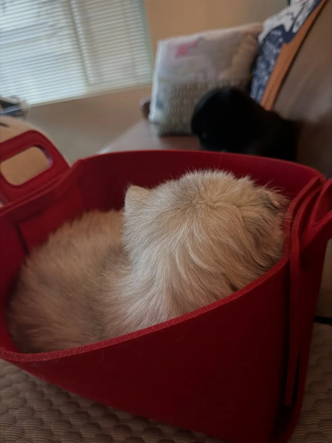 정려원, 배우, 인스타그램