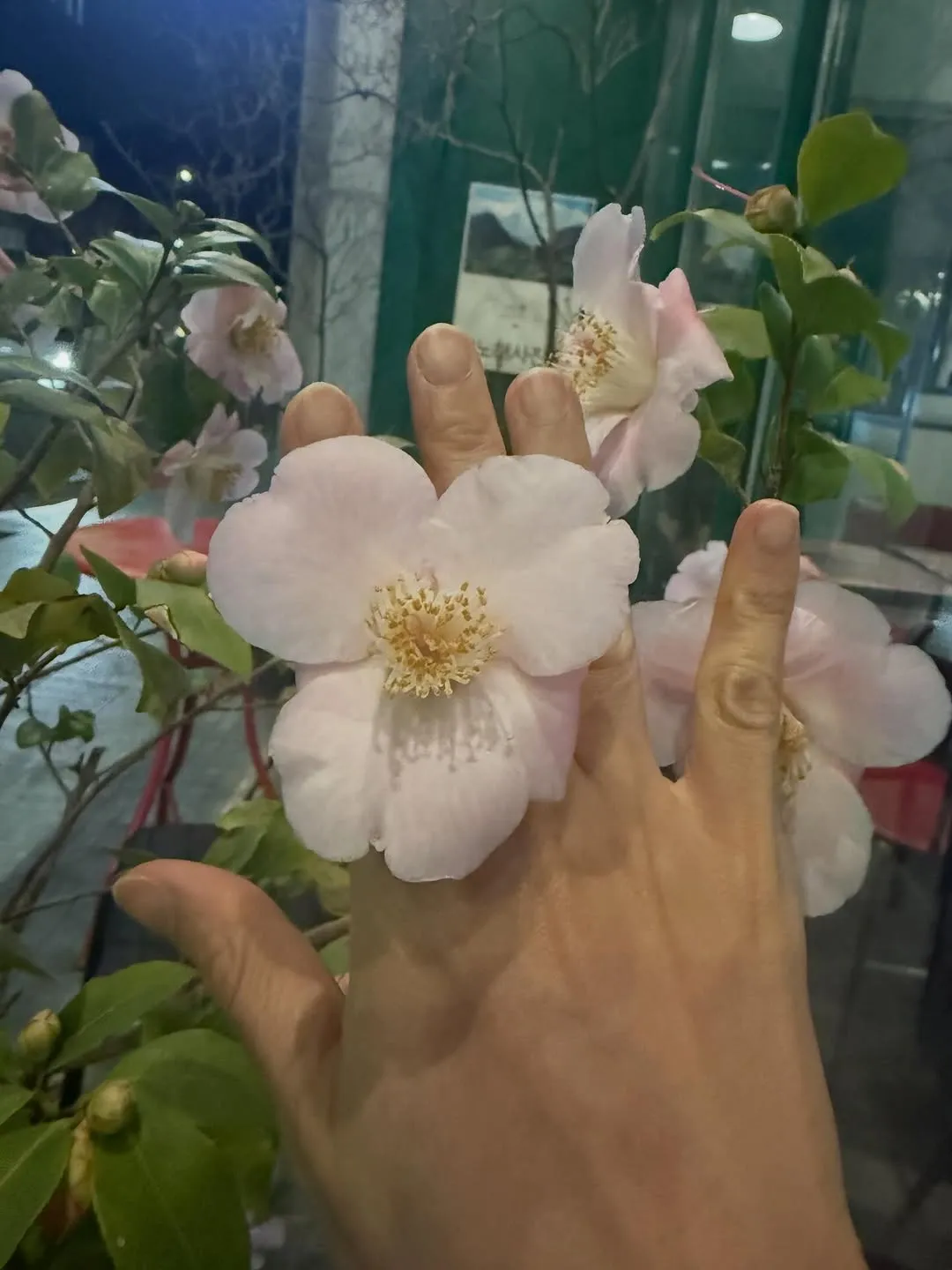 金圭莉, 演员, 日常