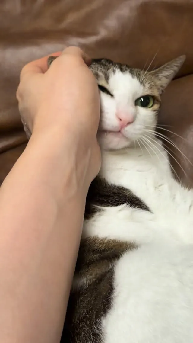 Bersama kucingnya, Lee Dong-hwi mengungkap keseharian bulan Maret