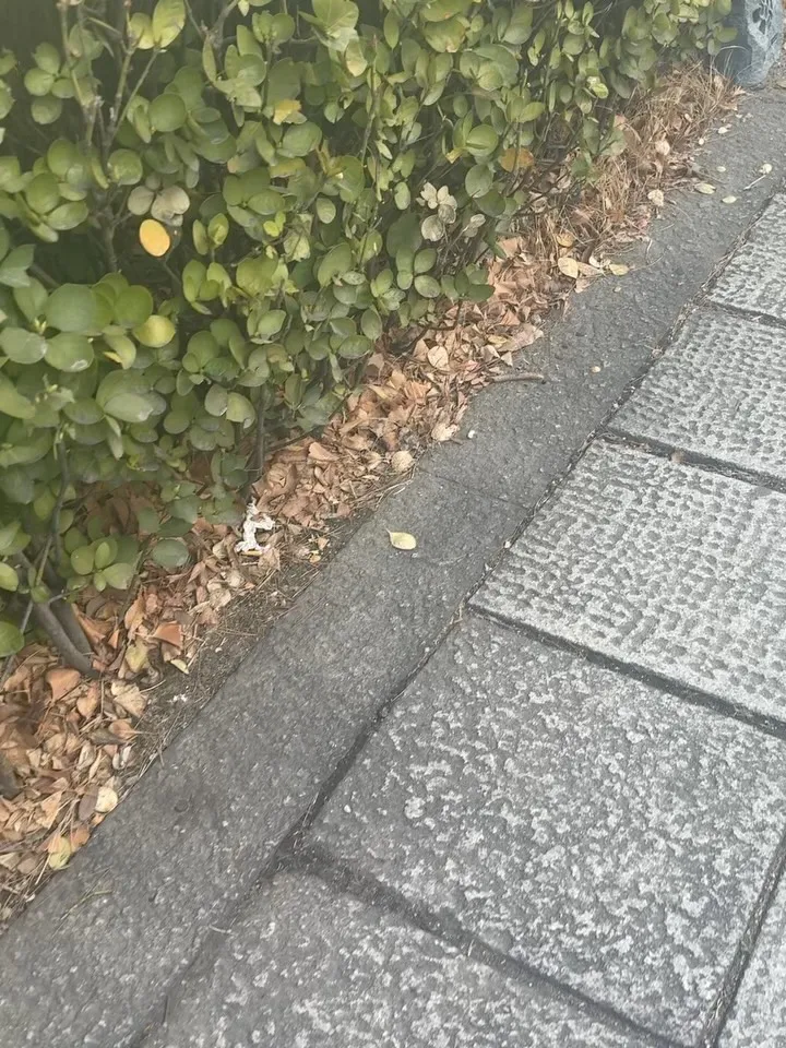 金圭丽, 演员, 景福宫散步