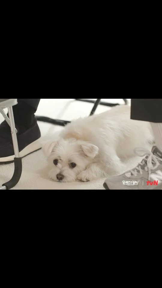 You Quiz on the Block bersama Dalmong yang menggemaskan