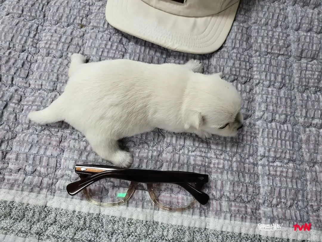 You Quiz on the Block, 节目, 公开小狗