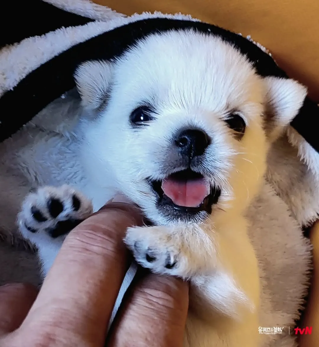 유 퀴즈 온 더 블럭, 귀여운 강아지 공개