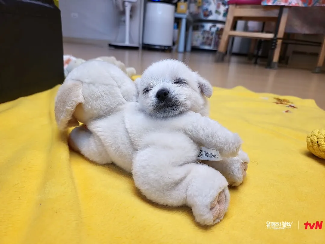 You Quiz on the Block, 节目, 公开小狗