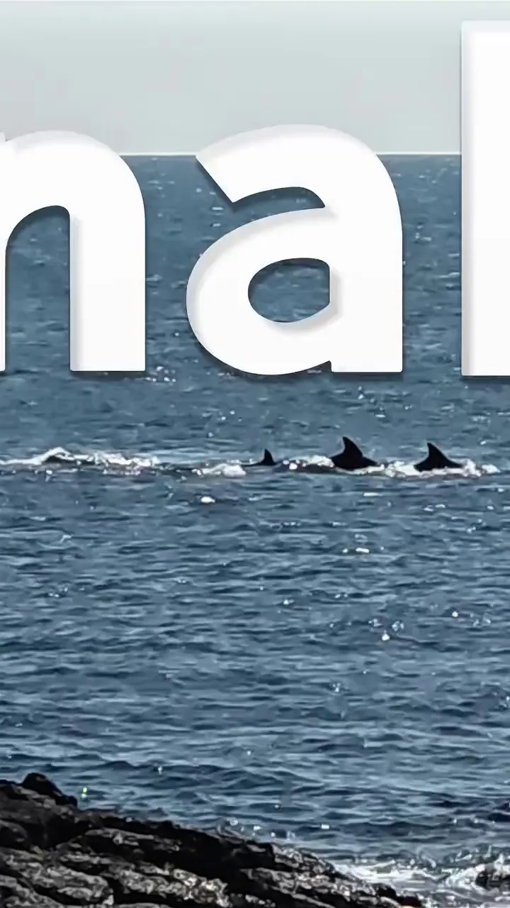 崔東錫, 探險家, 海豚