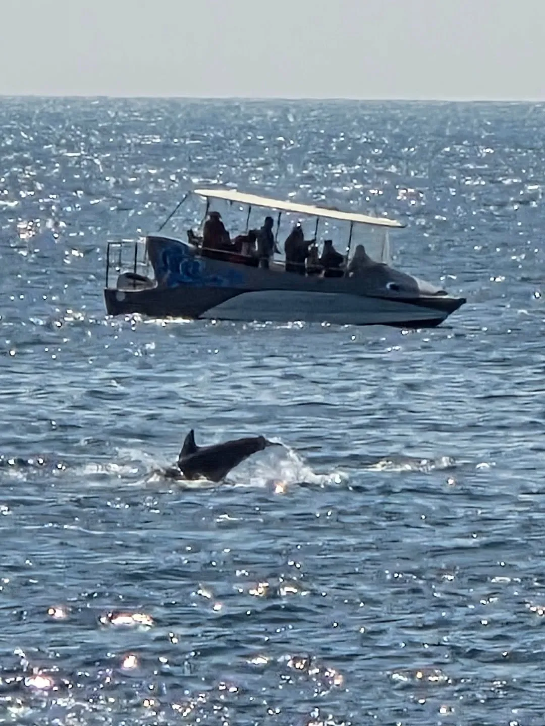 Choi Dong-seok, pembawa acara, penjelajahan lumba-lumba