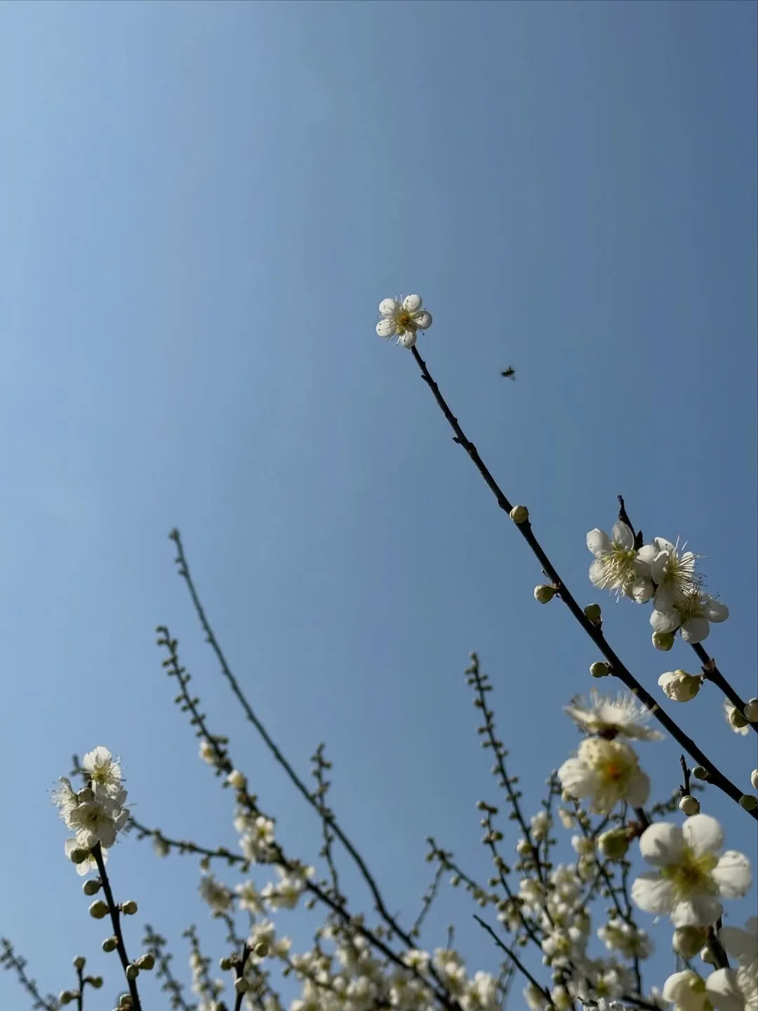 "매화향이 가득" 김규리, 봄의 정취 전해