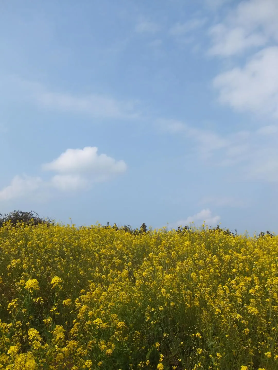 Shin Eun-soo di Hari Musim Semi, di Tengah Hamparan Bunga Kuning