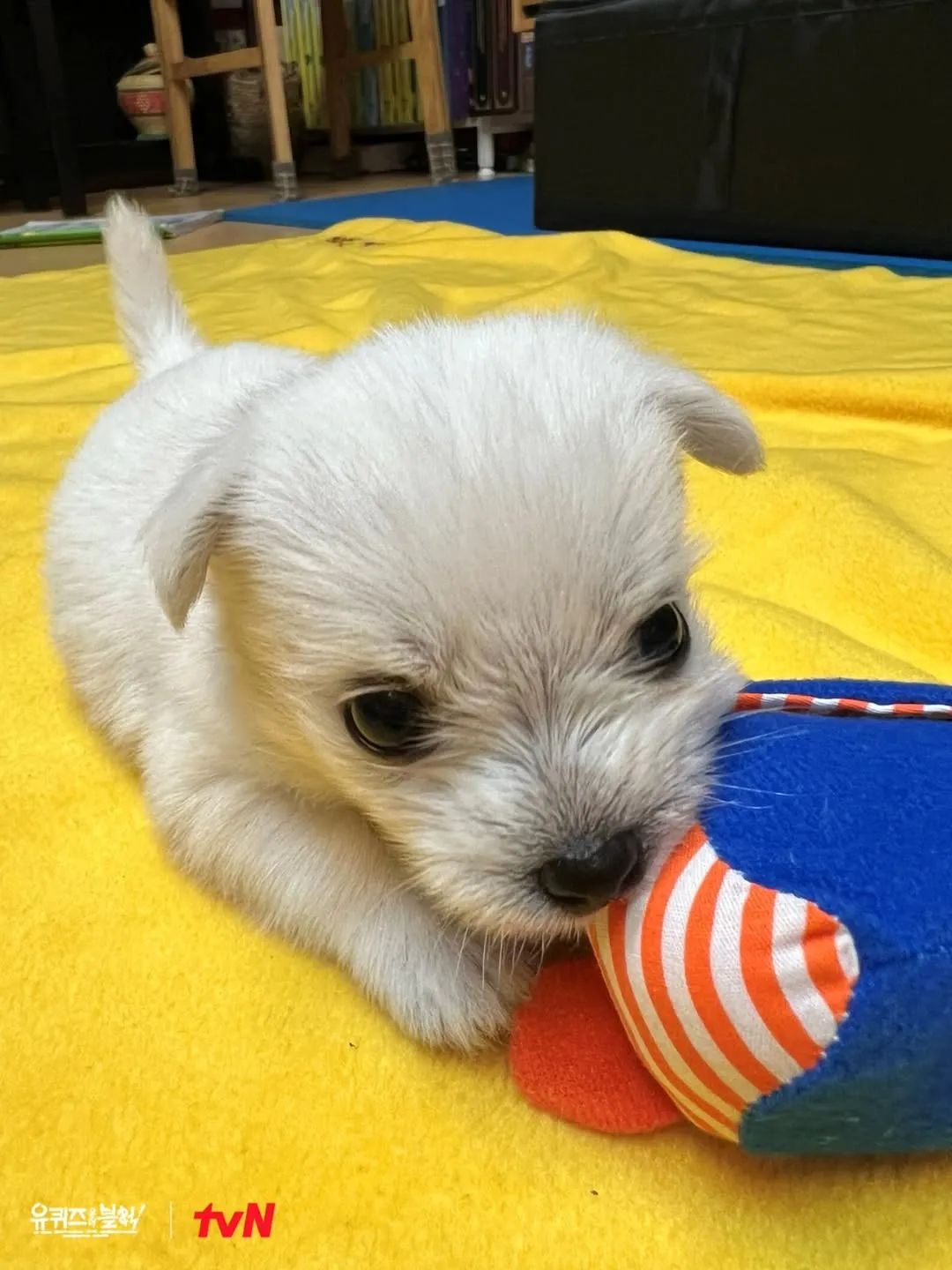 You Quiz on the Block, 综艺节目, Instagram更新