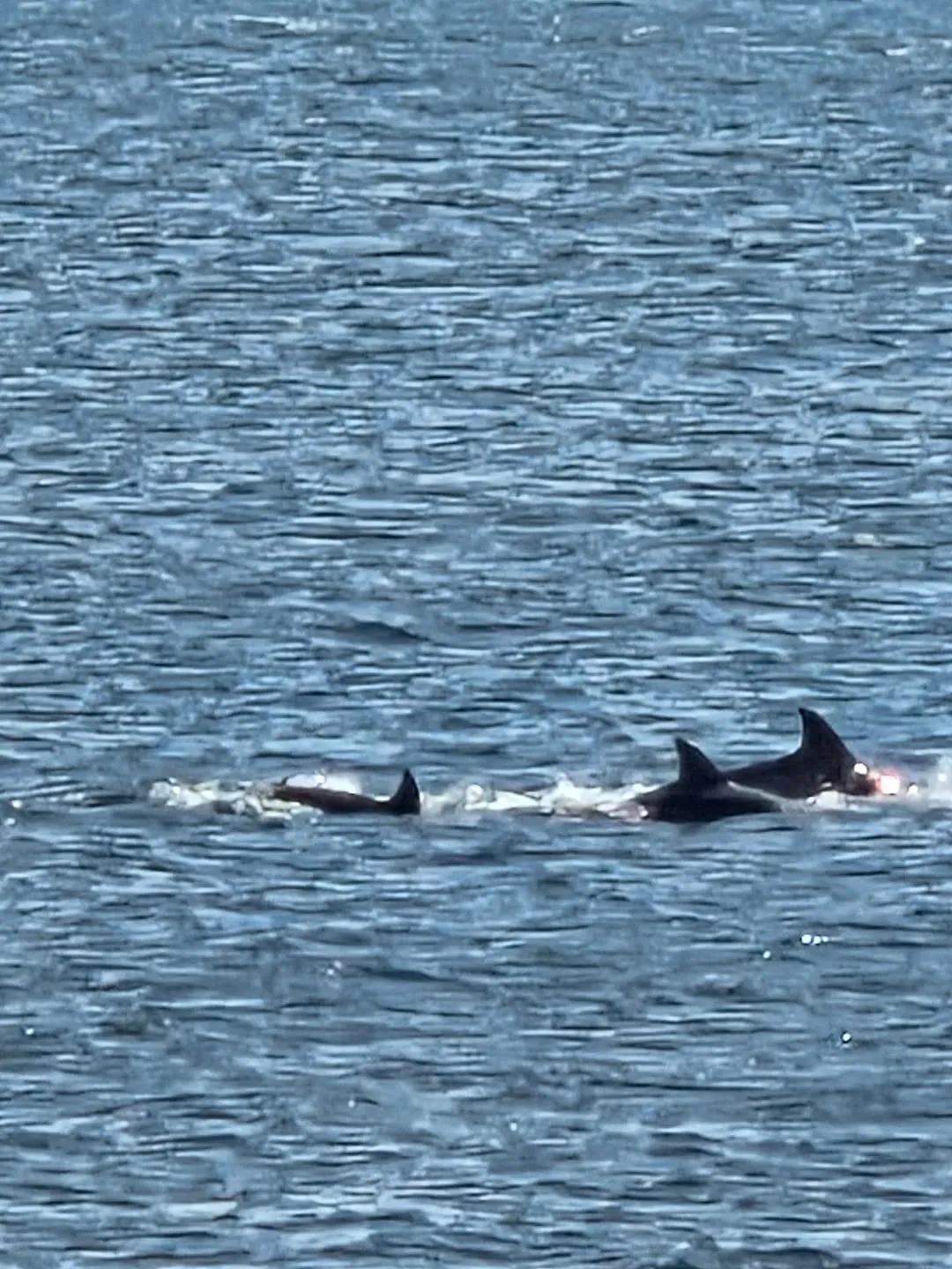 Choi Dong-seok, pembawa acara, penjelajahan lumba-lumba