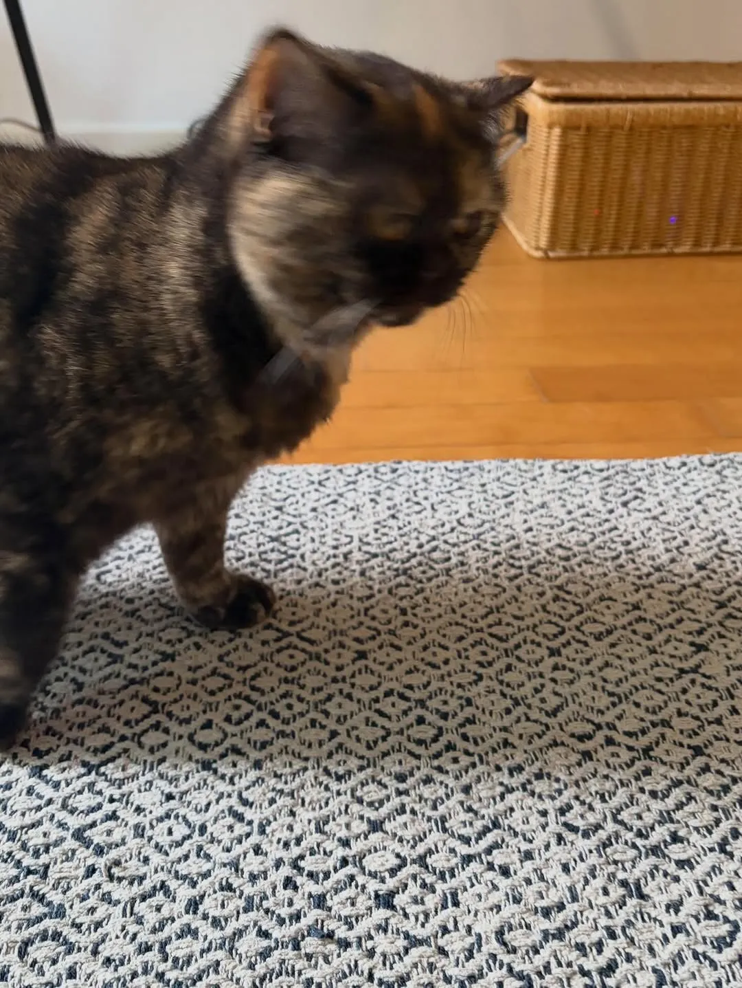 소주연, 배우, 인스타그램, 업데이트, 고양이