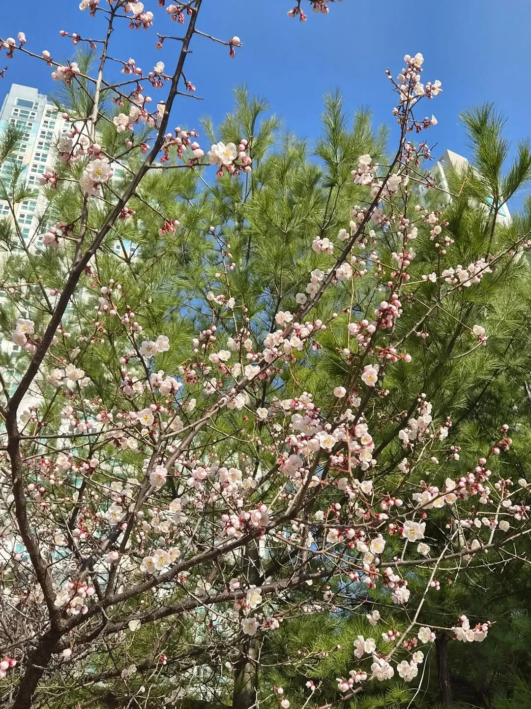 Hyerim, ca sĩ, hoa anh đào