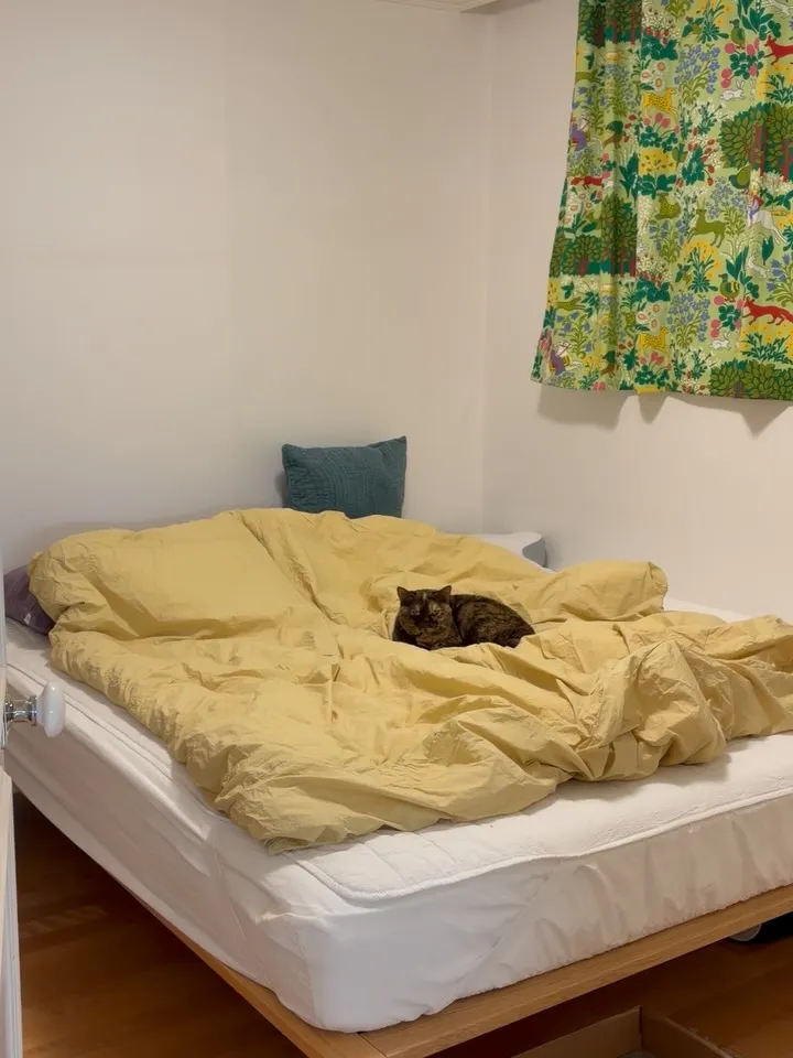 소주연, 배우, 인스타그램, 업데이트, 고양이