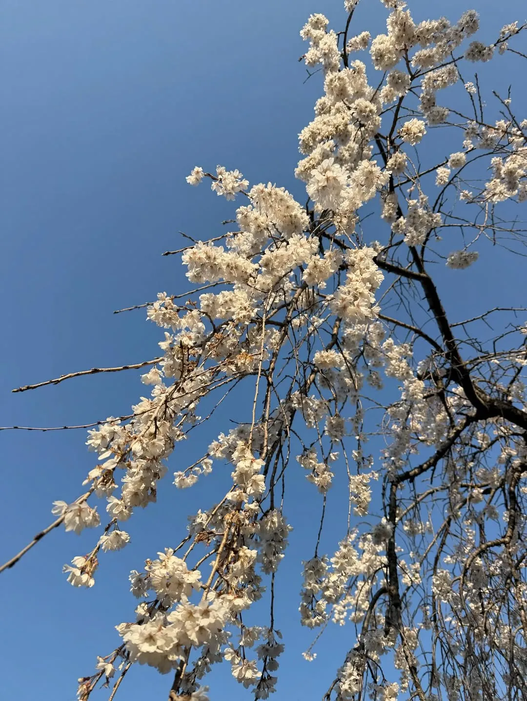 Ha Yeon-su, atriz, Instagram, aniversário, Mayo