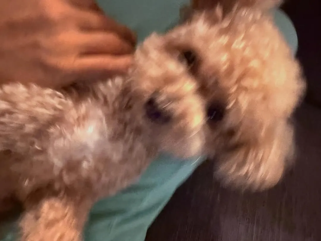 พัคยูชอน, นักแสดง, นักร้อง, อินสตาแกรม, สุนัขเลี้ยง