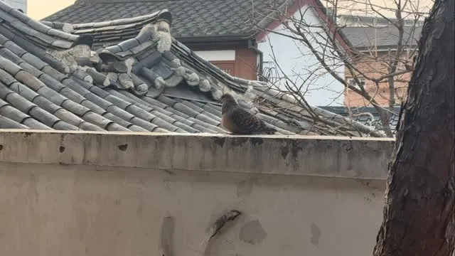 “Buổi sáng ấm áp ở Bukchon” Kim Gyu-ri, cuộc gặp gỡ yên bình với những chú chim