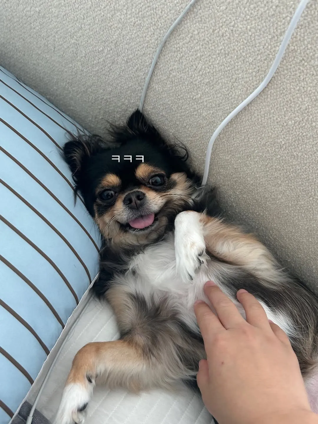 Hong Young-gi, đời thường, thú cưng