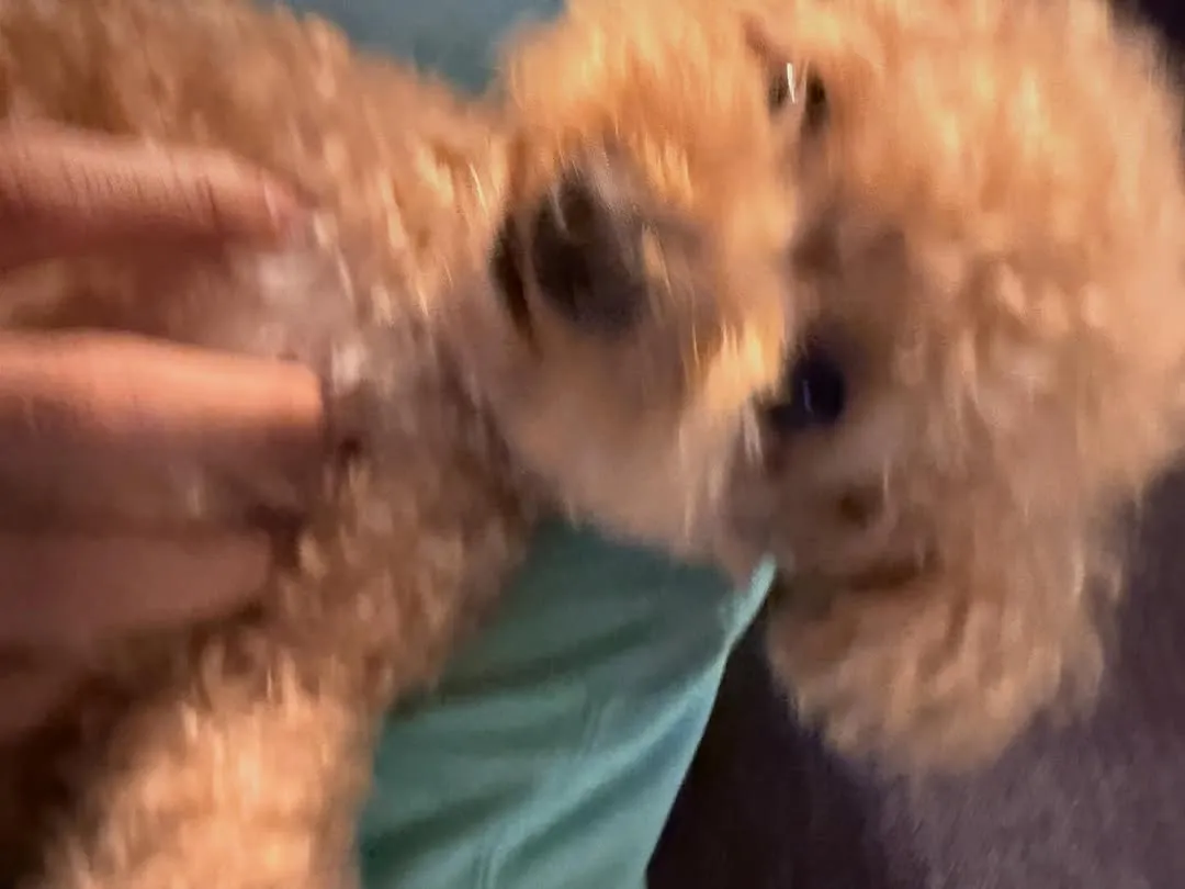 พัคยูชอน, นักแสดง, นักร้อง, อินสตาแกรม, สุนัขเลี้ยง