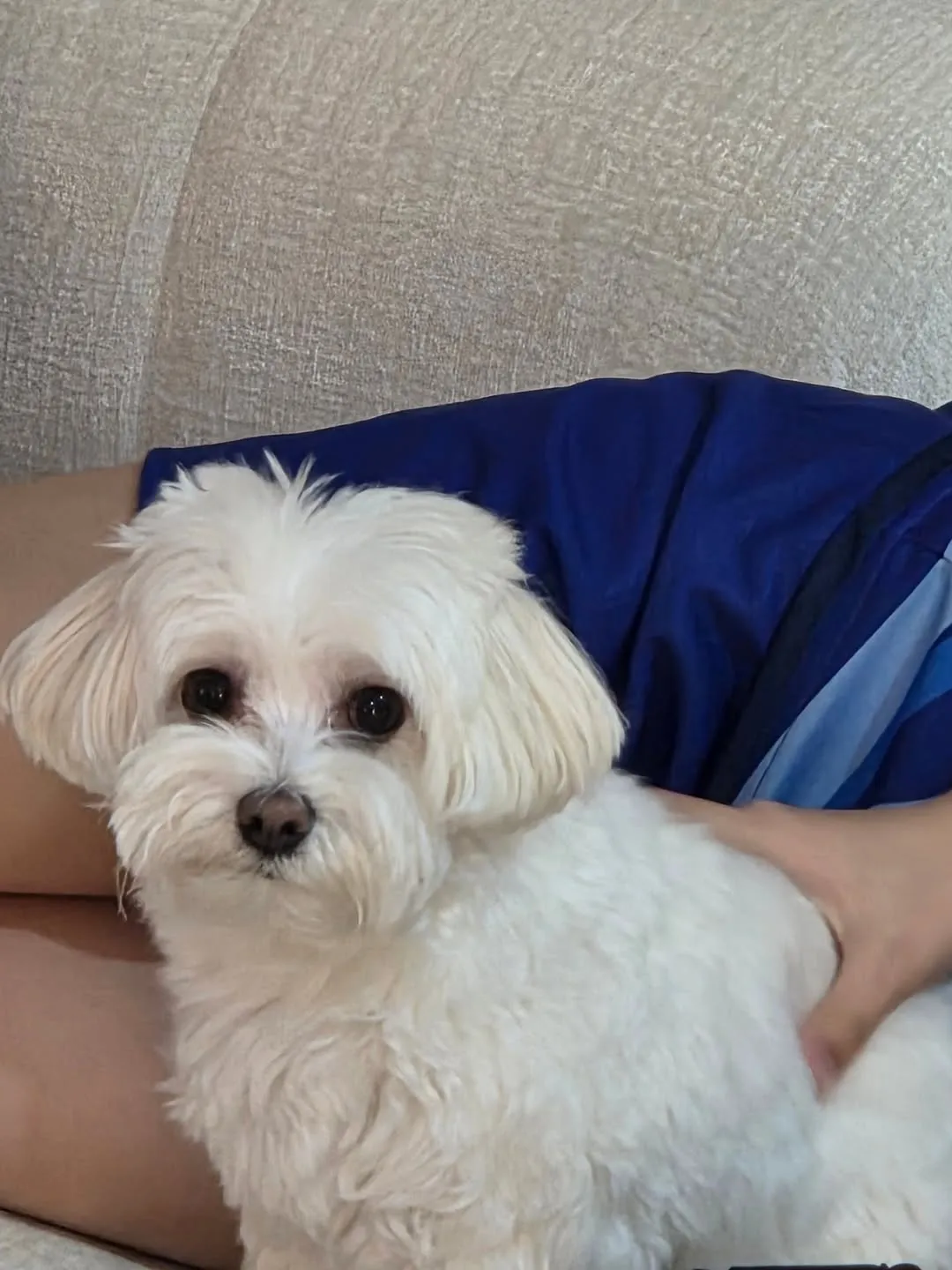 チェ・ドンソク, タレント, 日常公開, 愛犬, インスタグラム