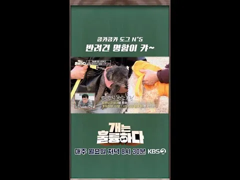 KBS Drama Unveils Shocking ‘Dog Business Cards’ - The Viral New Trend Shaking Up Pet Culture