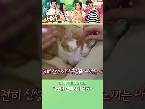 고양이의 마음을 사로잡는 방법 공개!