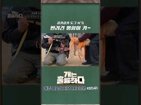 我们用“屁股”打招呼：《狗很优秀》