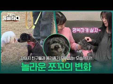 巧克的惊人变化：和小狗朋友们围成一团！