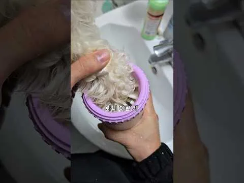 발 씻기 5초컷! 강아쥐 꿀템 3가지!