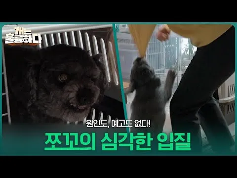 Shocking "Dynamite Biting" Erupts Without Warning on 'Dogs Are Incredible'