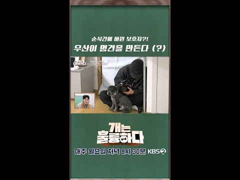 우산 하나로 반려견 변화? ‘개는 훌륭하다’의 흥미로운 실험