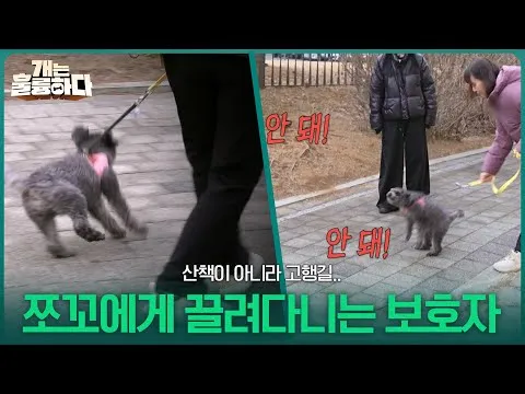 Đi dạo cùng Choco: với người chăm sóc, đó vừa là khổ ải vừa là thời gian huấn luyện