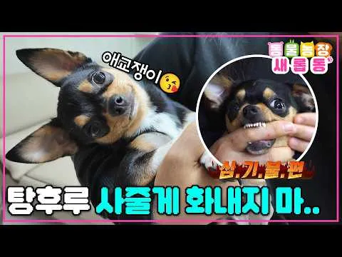 ชิวาวาสองหน้า ความลับของ 'ถังหูลู่'