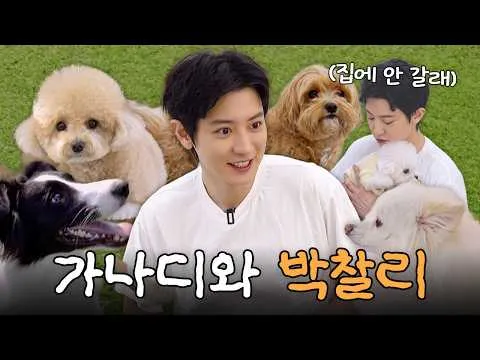 Cuộc gặp gỡ đặc biệt giữa Chanyeol và các chú chó tại trường mầm non cho chó