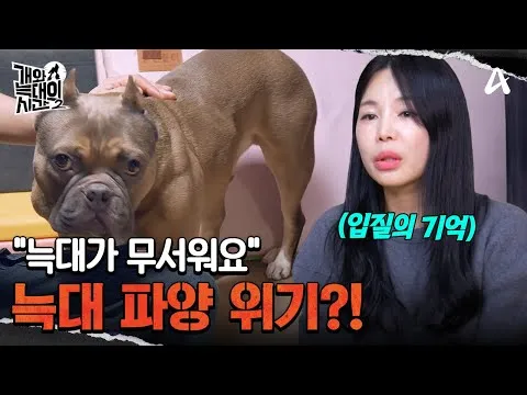 เวลาของหมากับหมาป่า 2: ความขัดแย้งระหว่างอเมริกัน บูลลี่กับเจ้าของ